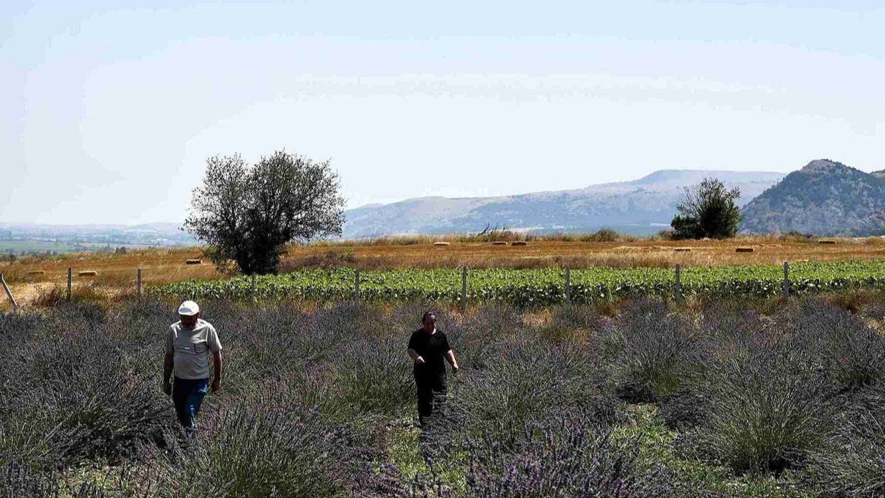 Emekli oldu baba mirası tarlayı mor vahaya çevirdi