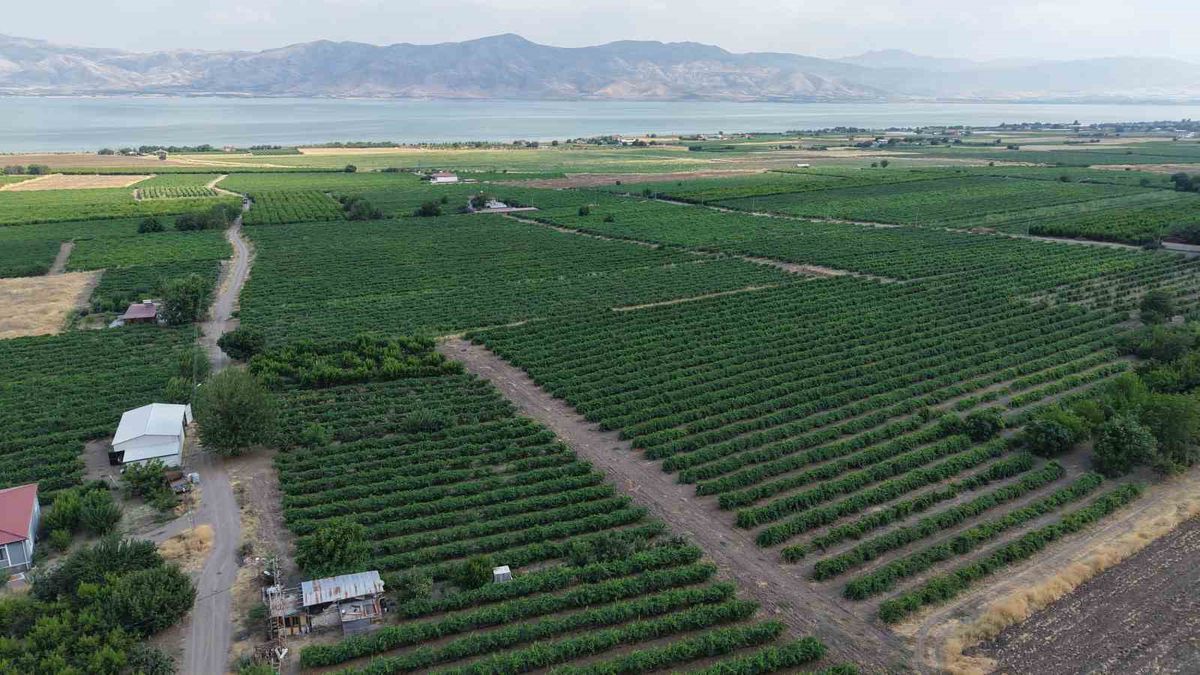 Elazığ’da Erkenci Üzüm Hasadı Başladı